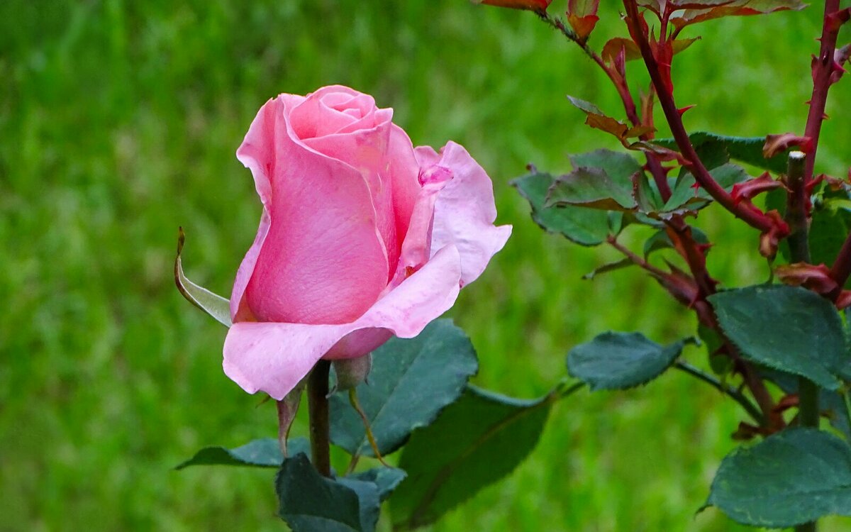 Городские цветы в октябре. - Милешкин Владимир Алексеевич 