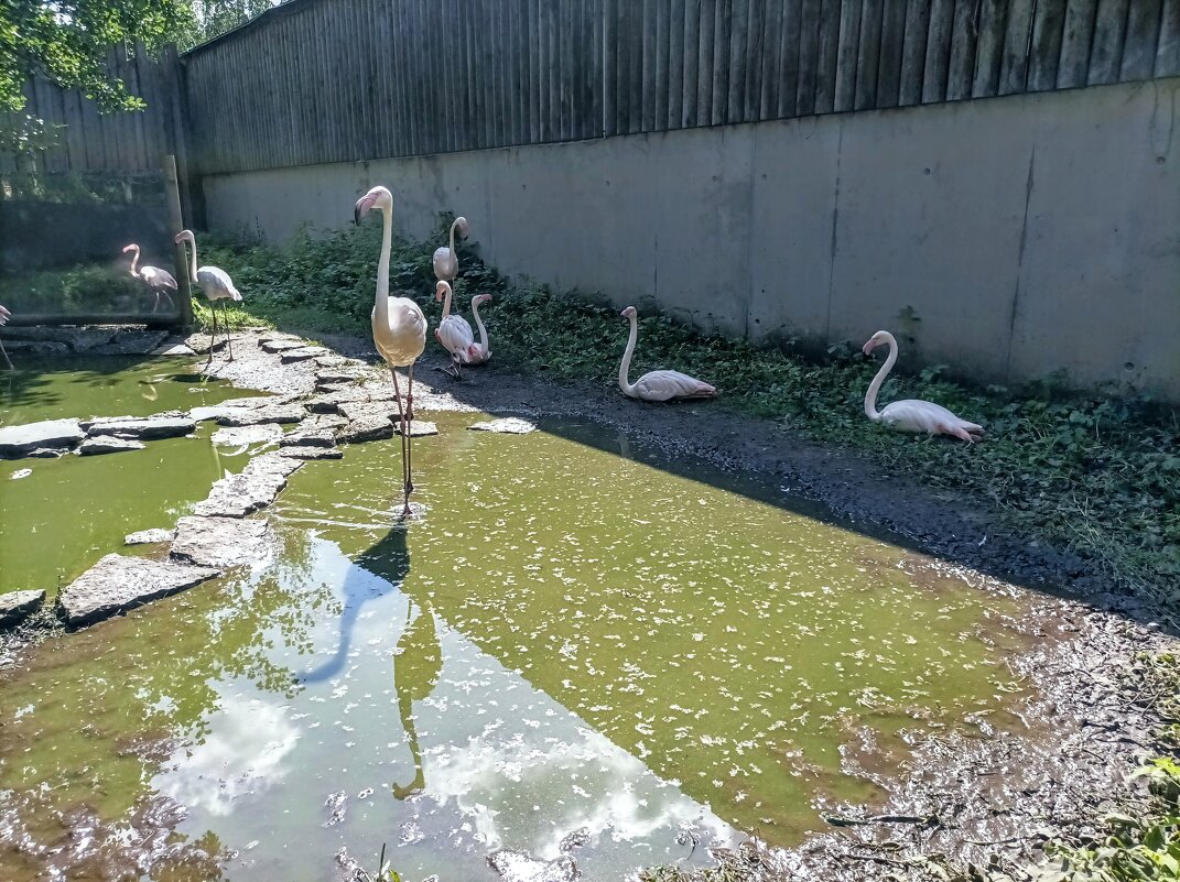 Фламинго обыкновенный или розовый - Veera V