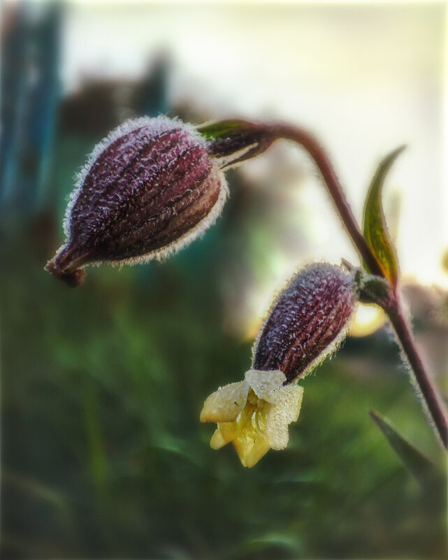 Замороженный - AZ east3