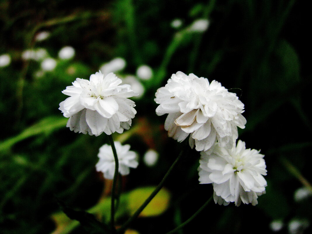 Нежность - Людмила Смородинская Нежность - Людмила Смородинская