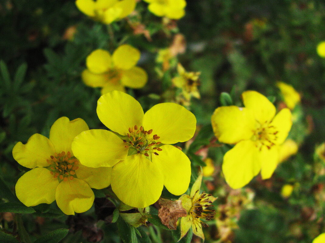 Лапчатка цветёт - Людмила Смородинская Лапчатка цветёт - Людмила Смородинская