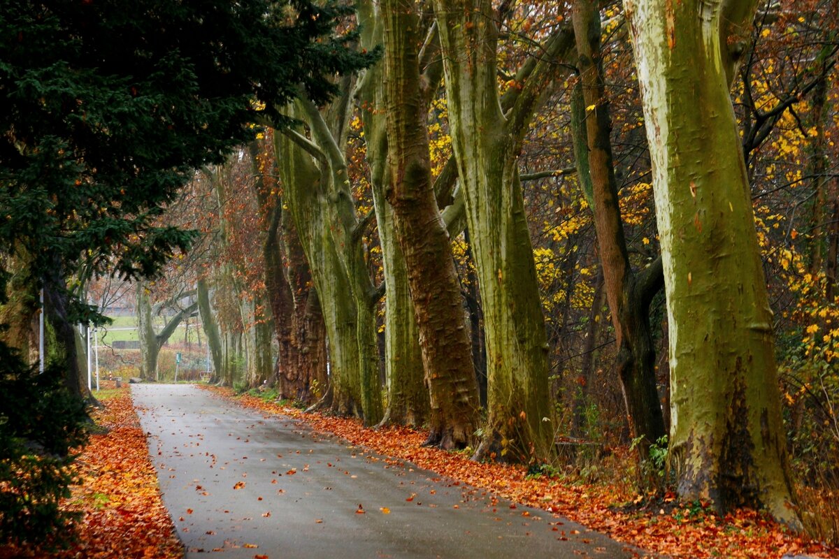 Декабрь - Юрий. Шмаков