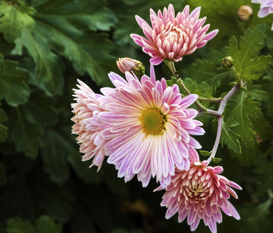 Хризантемы - Валентин Семчишин