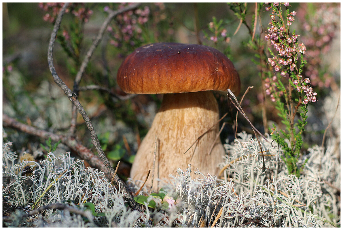 Царь... - Aleksandr Gal