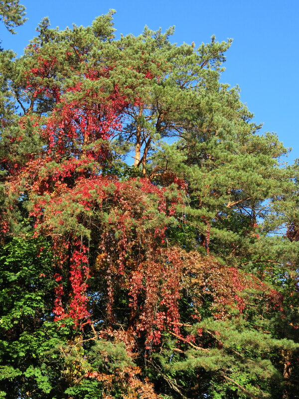 Кровавые сосны - rimgis 