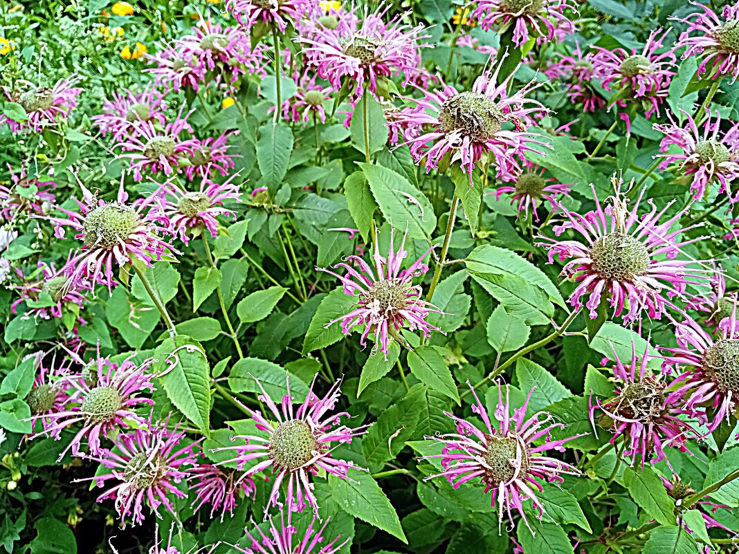 Цветы. - Владимир Драгунский