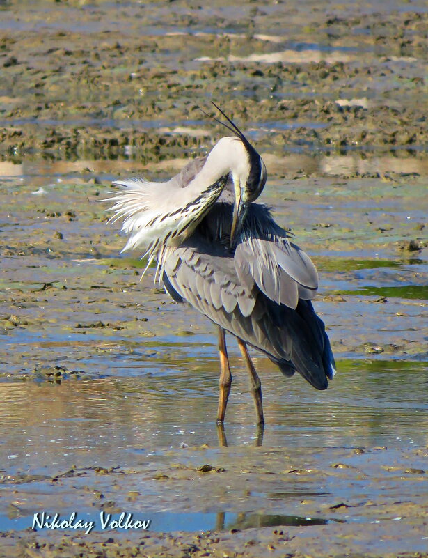Серая цапля - Николай Волков