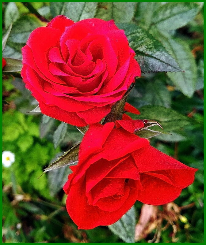 Красотки октября - Ольга Довженко