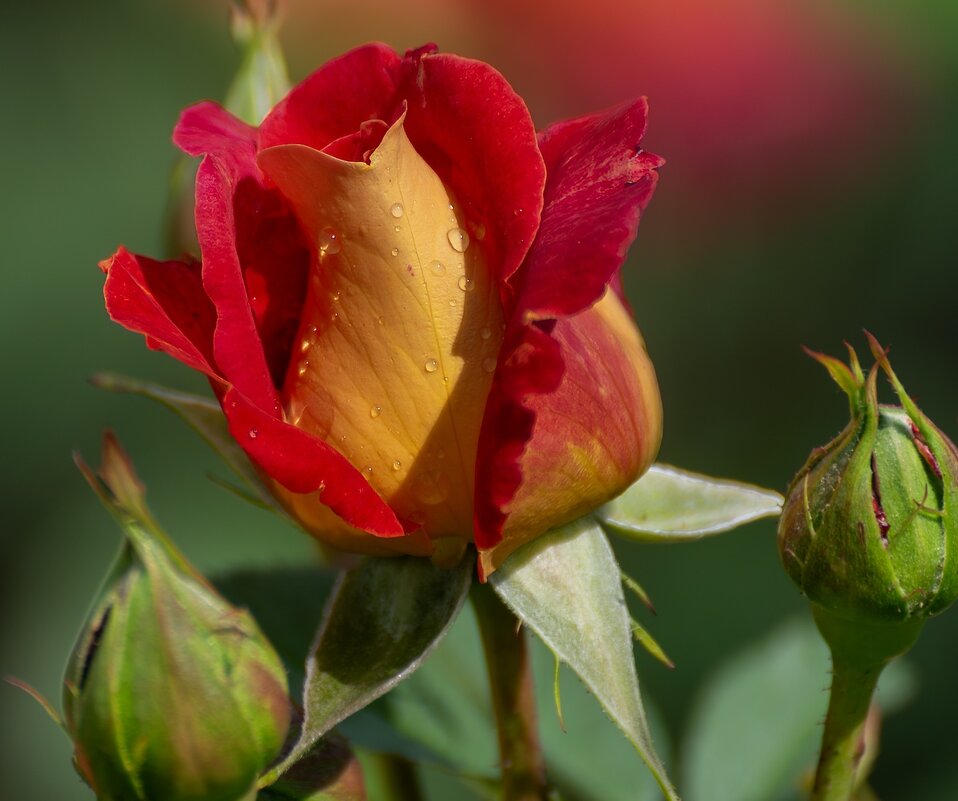 Роза возле моего гаража - Игорь Сикорский Роза возле моего гаража - Игорь Сикорский