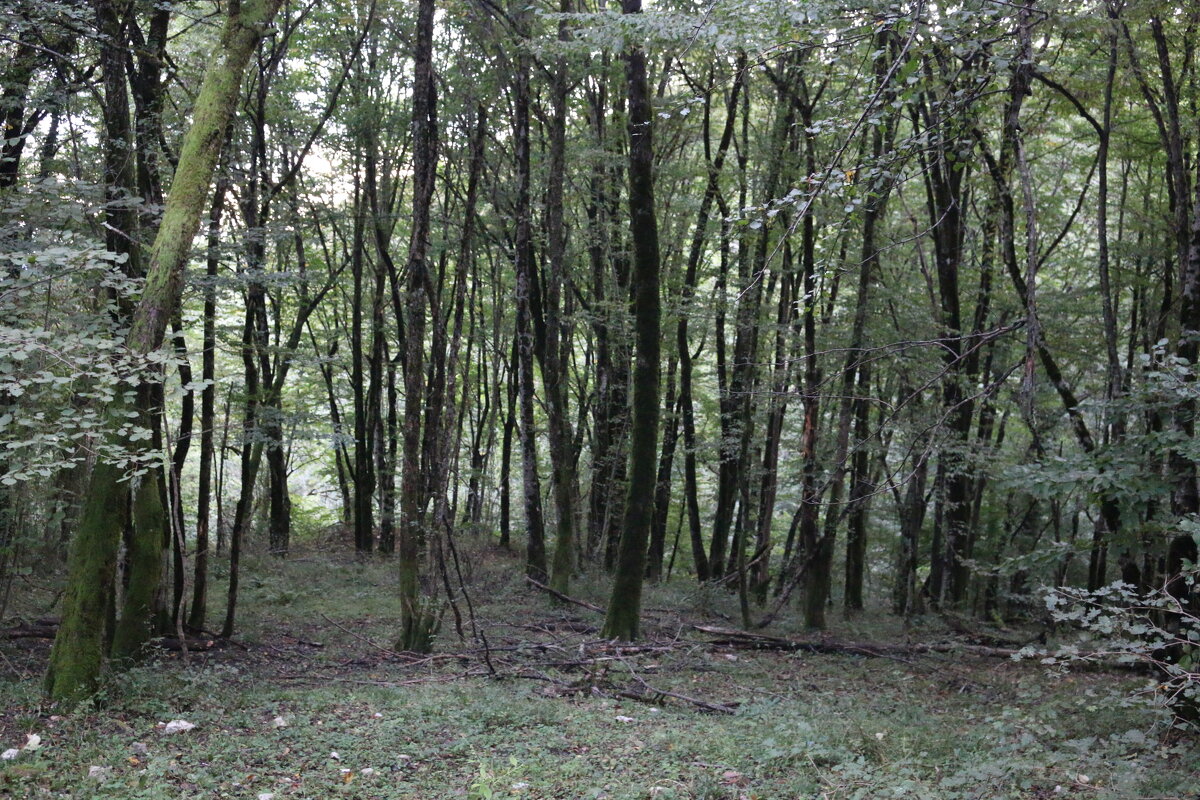 Кавказский лес - Ольга 