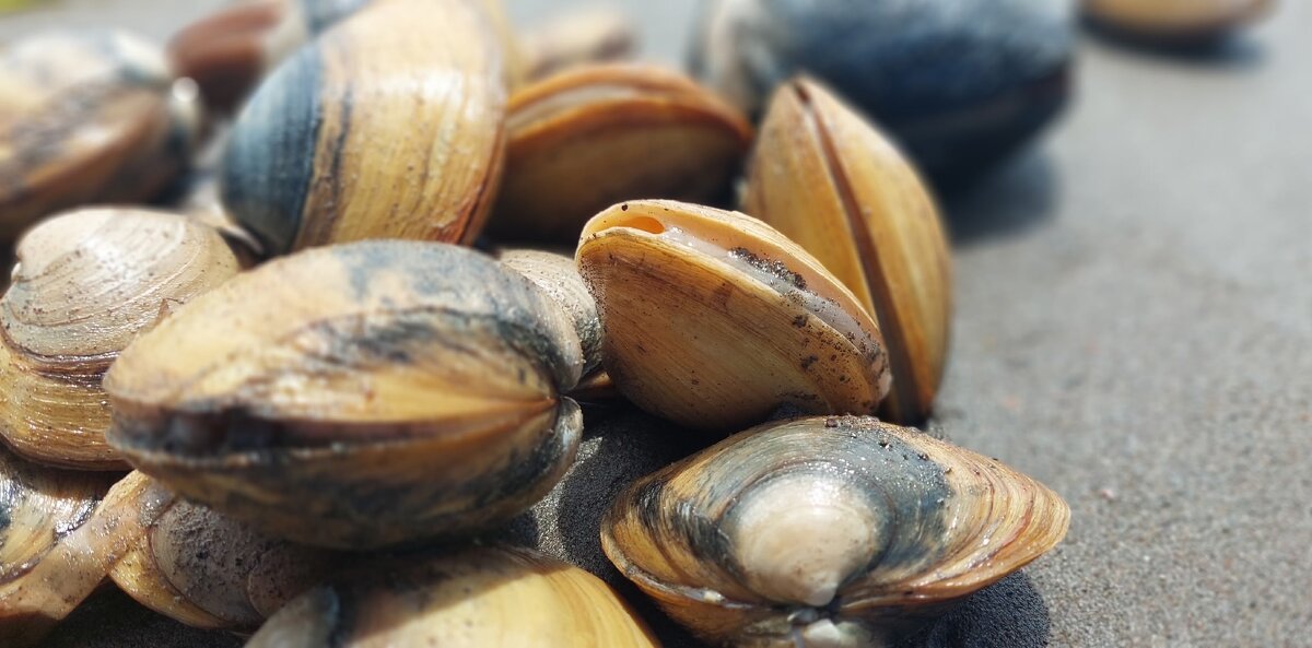 Дары залива Анива - ИРЭН@ .