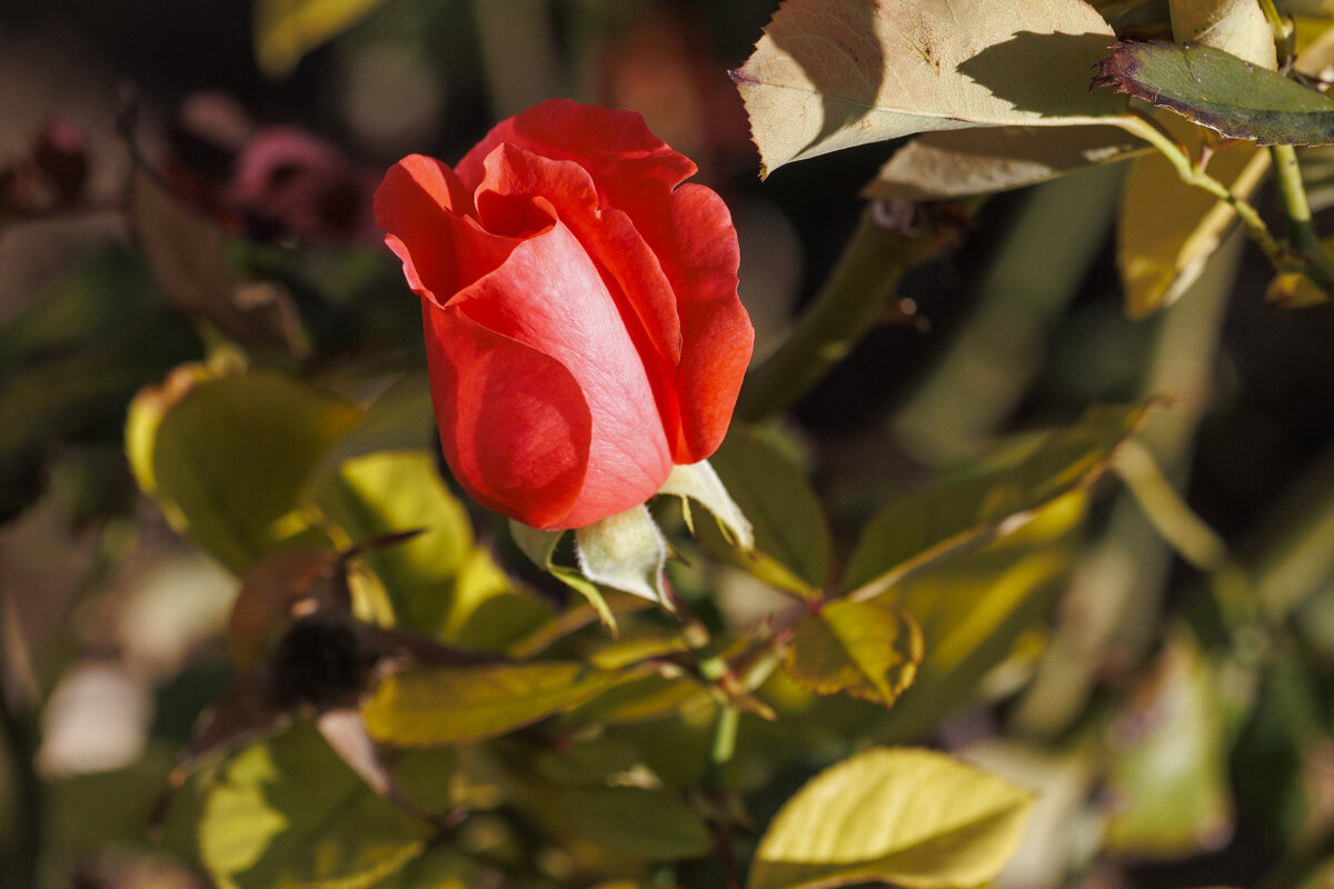Осенние деньки - Светлана Тихонина Осенние деньки - Светлана Тихонина