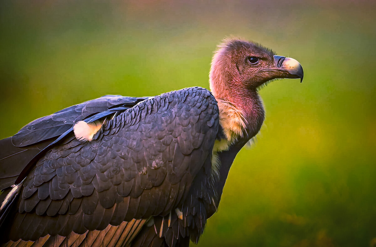 Африканский белогорлый гриф - Aleksey Afonin