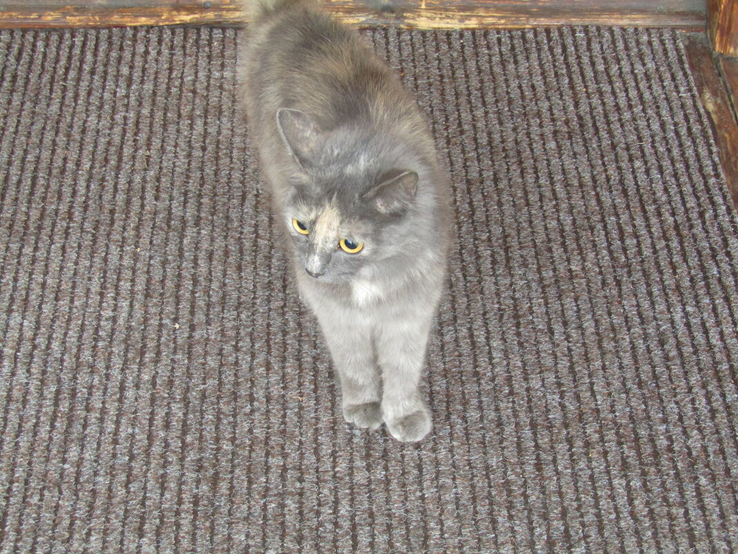 - Не пускают в кафе...Меня?... - Galaelina ***