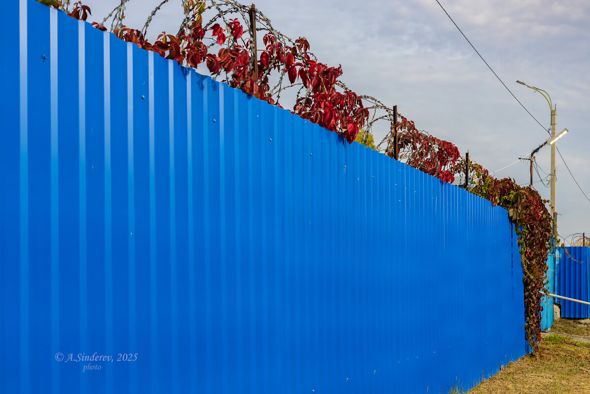 Дикий виноград на колючке - Александр Синдерёв