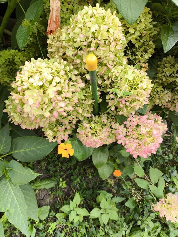 Курск. В саду у дома - Ирэн 