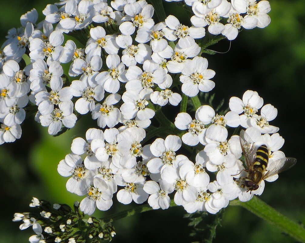 *** - Лариса С.
