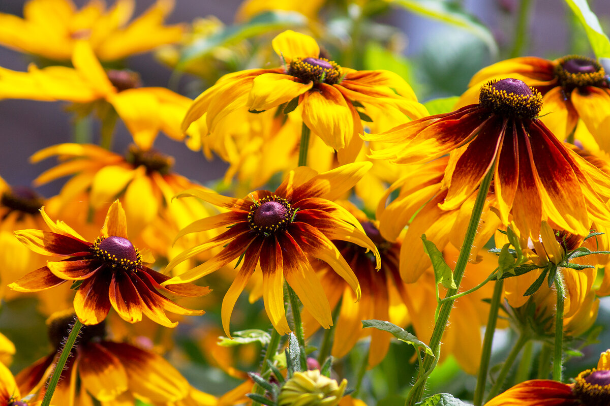 Солнца вам в ленту - IRinA*** 