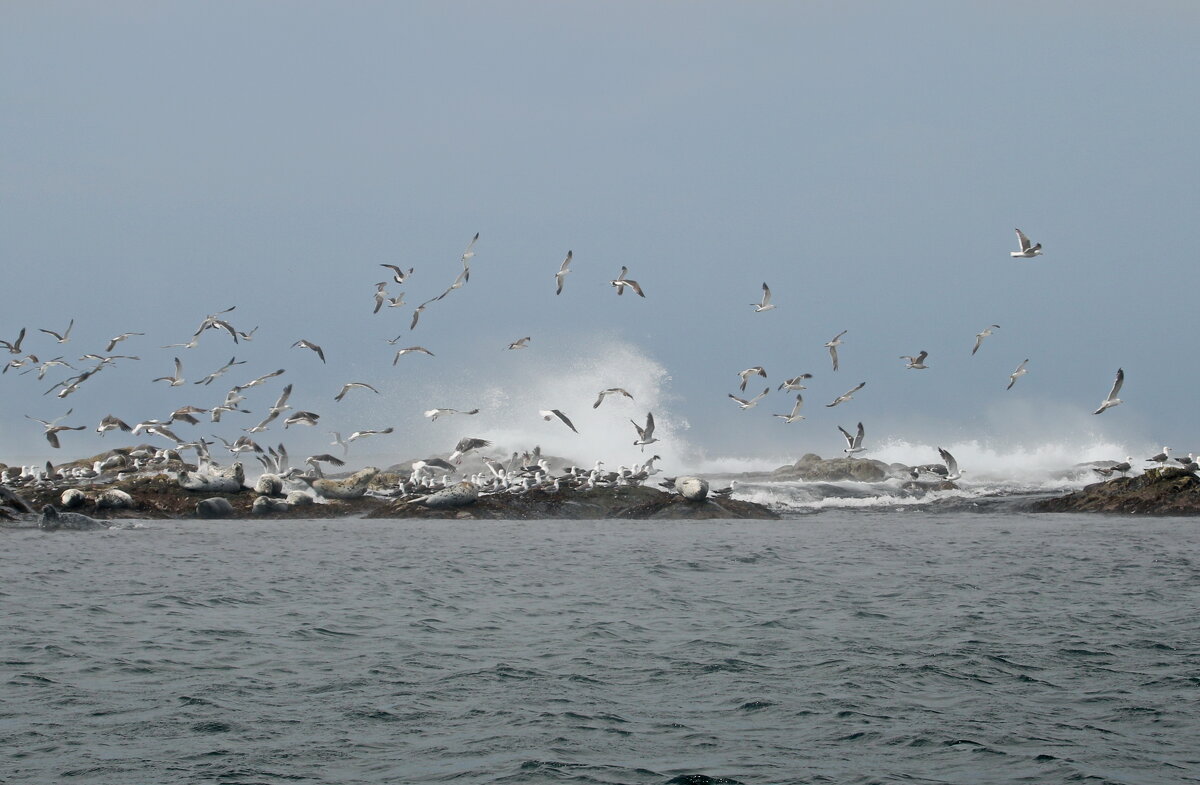 Нерпы в бурном море. - Ирина Нафаня