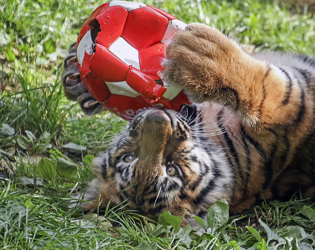 "вратарь" - Андроник Александр 