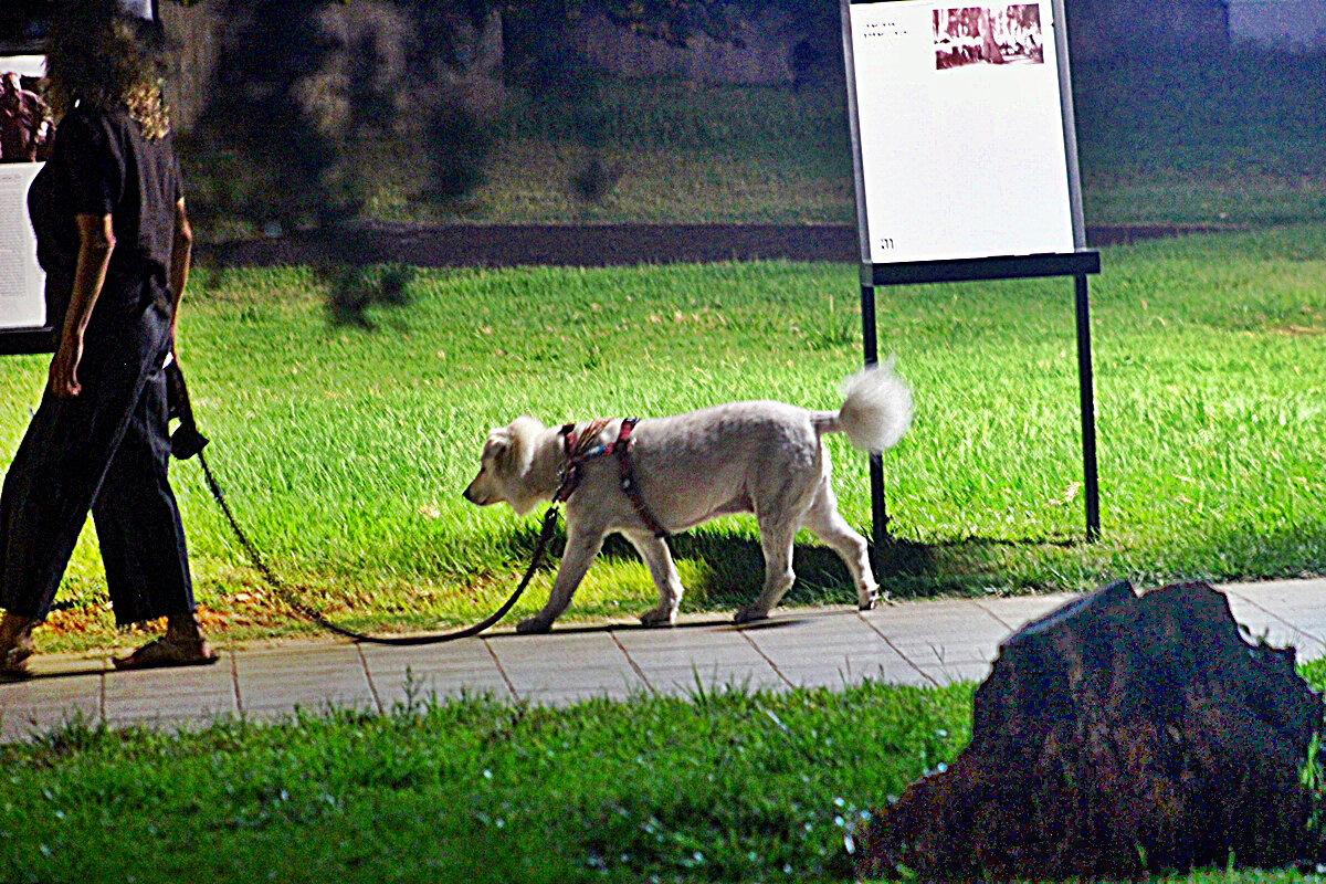 ВЕЧЕРНЯЯ   ПРОГУЛКА - Анатолий Малобродский