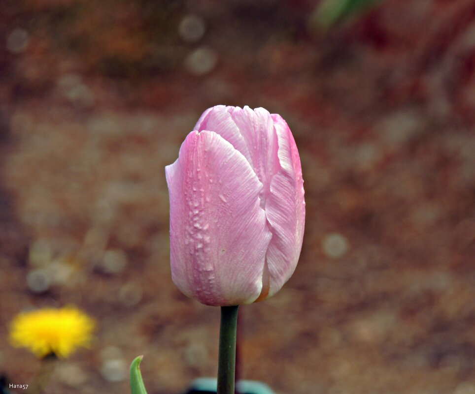 Розовое очарование - Ната57 Наталья Мамедова