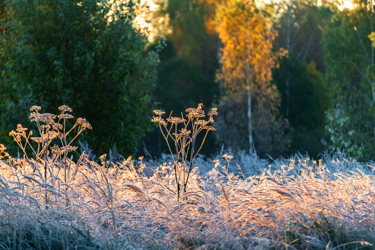 Холодное утро - Александр 