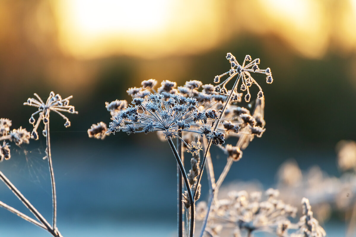 На рассвете - Александр 