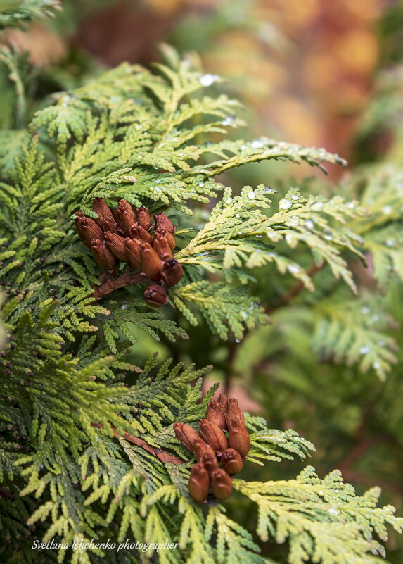 ... - Светлана Ищенко