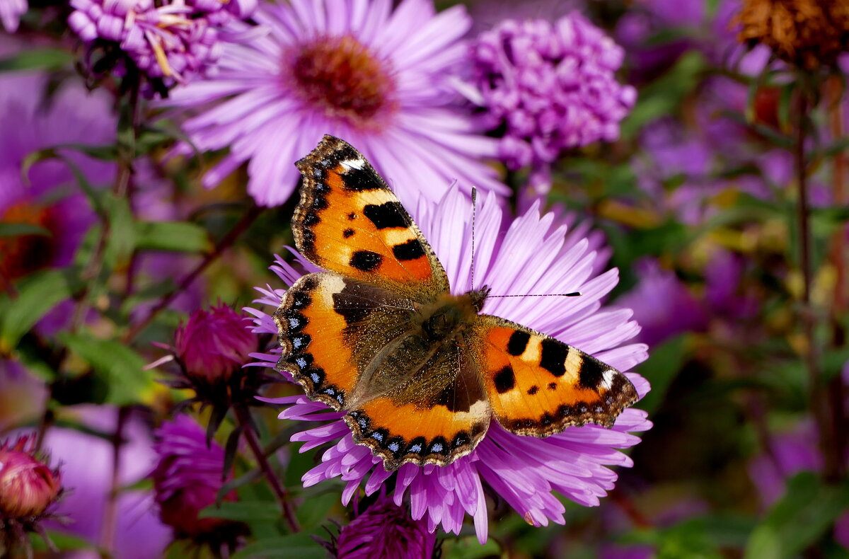 бабочки, снятые сегодня 3 - Александр Прокудин