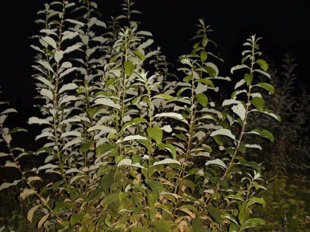 кусты - fogmeadowww m