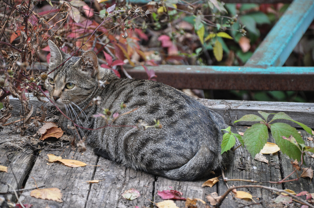 Наверное ничей... - Татьяна Машошина