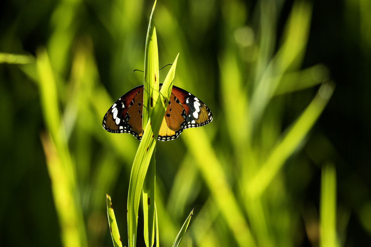 *** - Alexander Amromin