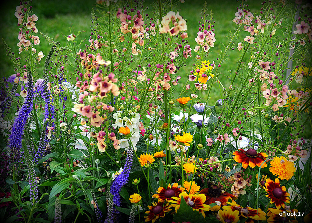 они на радость нам даны - Олег Лукьянов