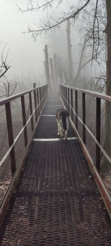 Утренняя прогулка - Наталия 