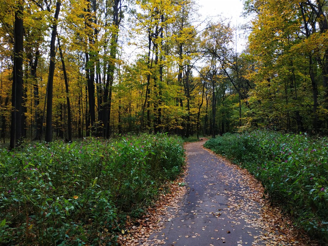 Осенние тропинки - Андрей Лукьянов