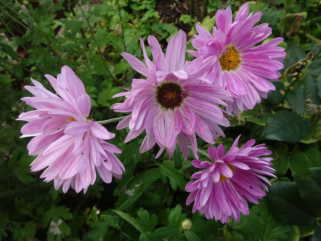 Астра ромашковая - Лидия Бусурина Астра ромашковая - Лидия Бусурина