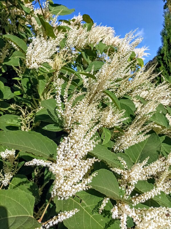 Горец (гречишник) - Veera V