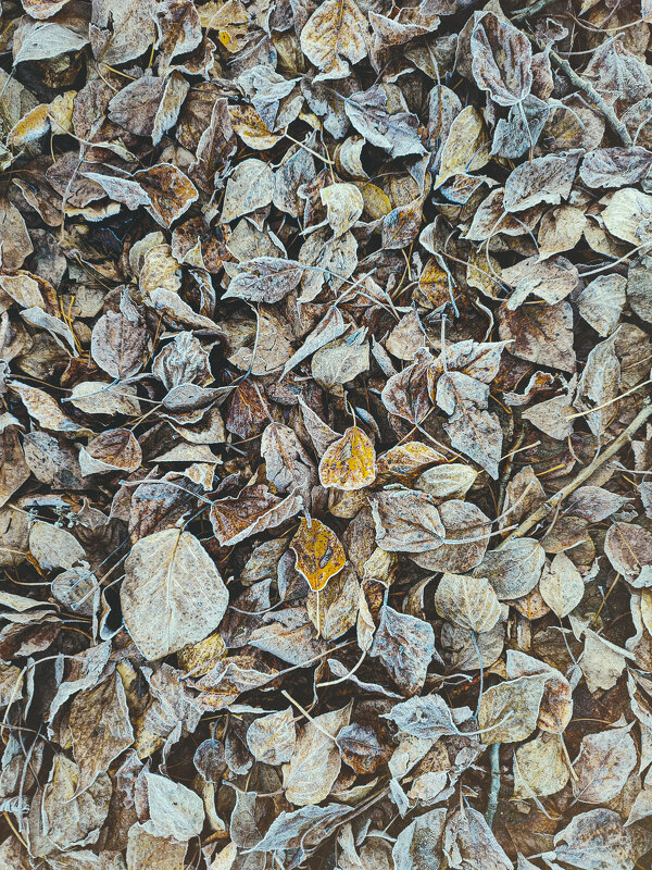 Замороженные 2 - AZ east3