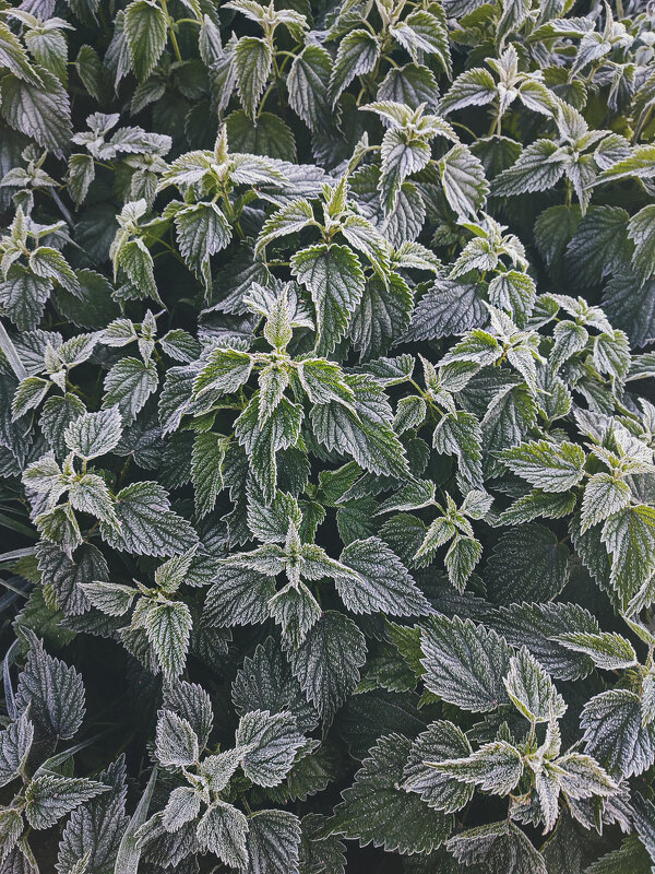 Замороженные 2 (крапива) - AZ east3