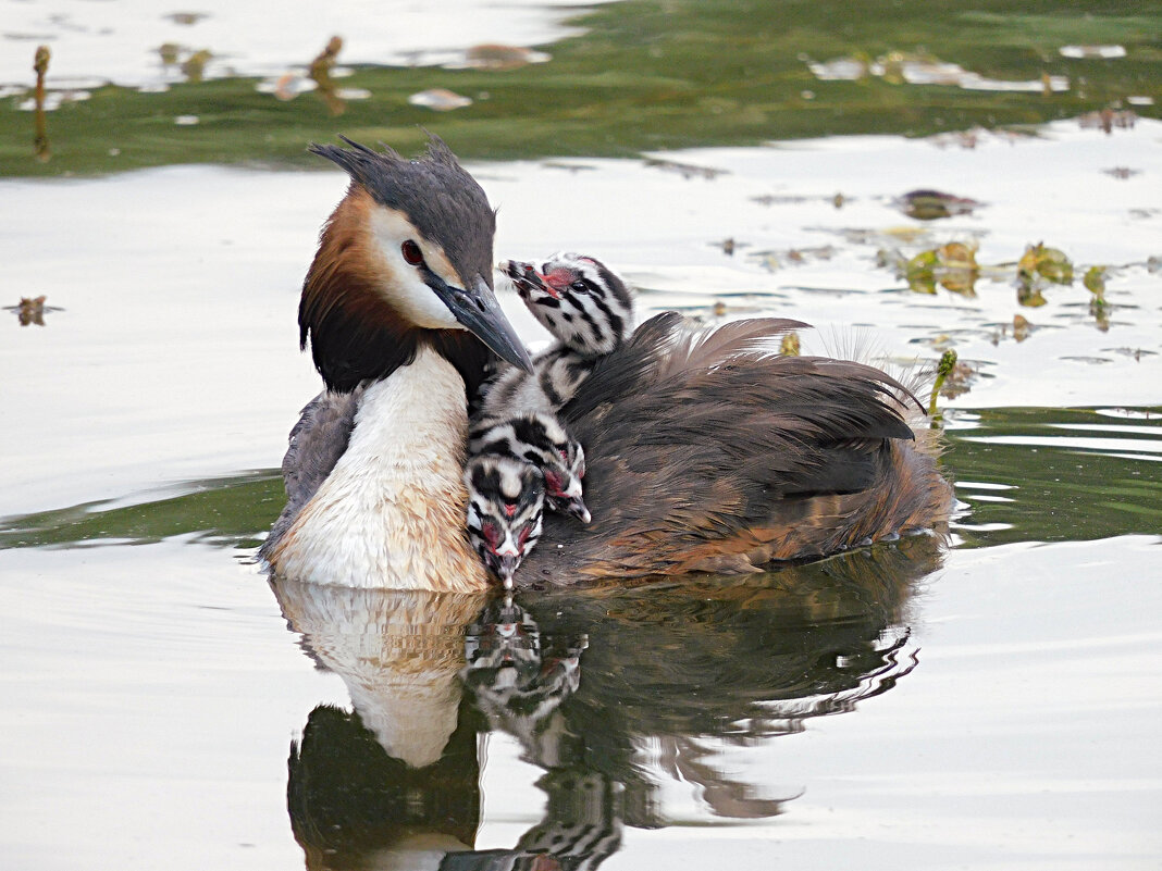 Чомга - Лина 