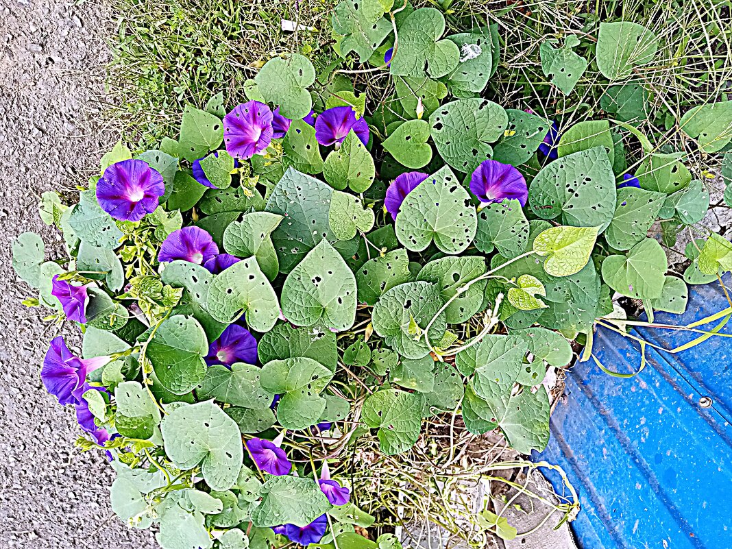 Цветы. - Владимир Драгунский