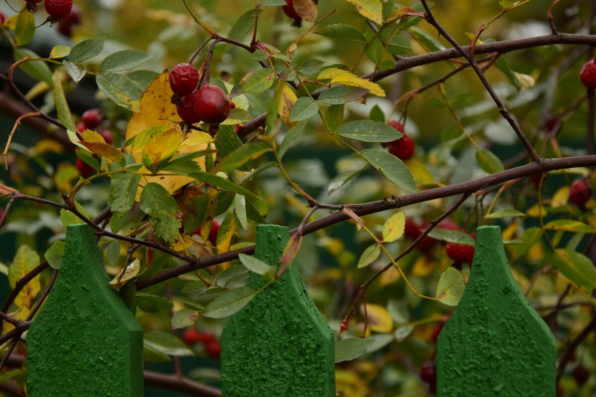 Забор с ягодками - Мария Яковлева