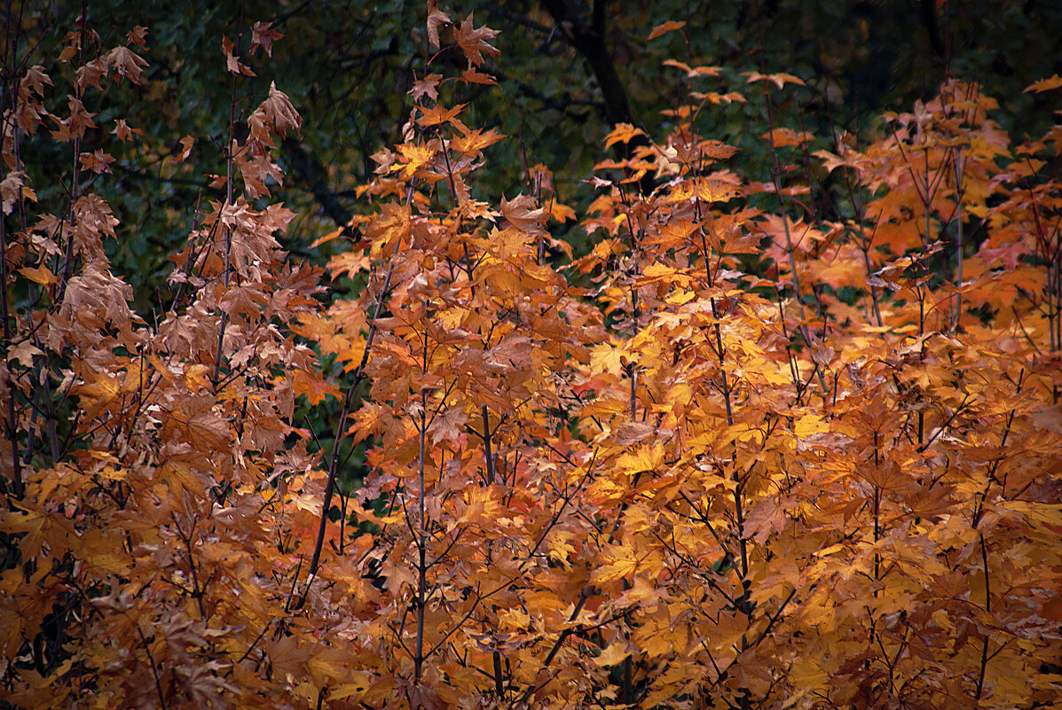 Листья клёна в октябре - Владимир Кроливец