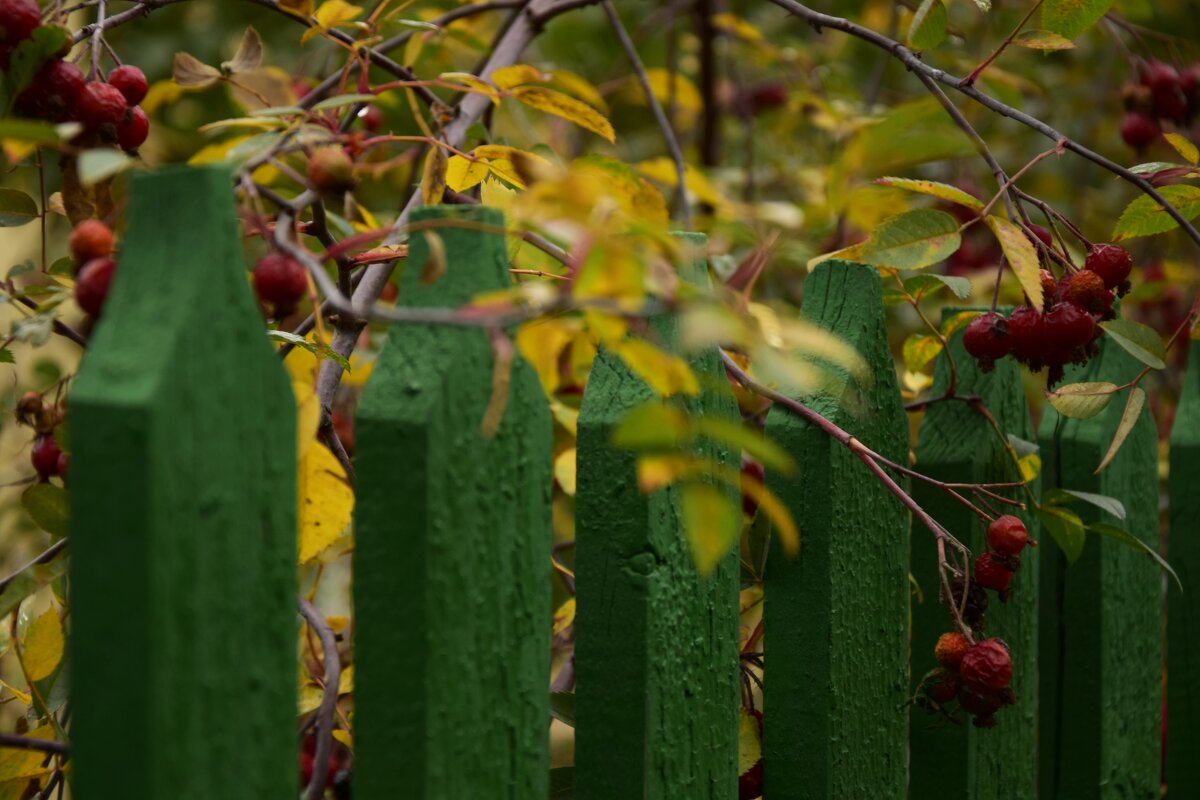 Забор с ягодами - Мария Яковлева