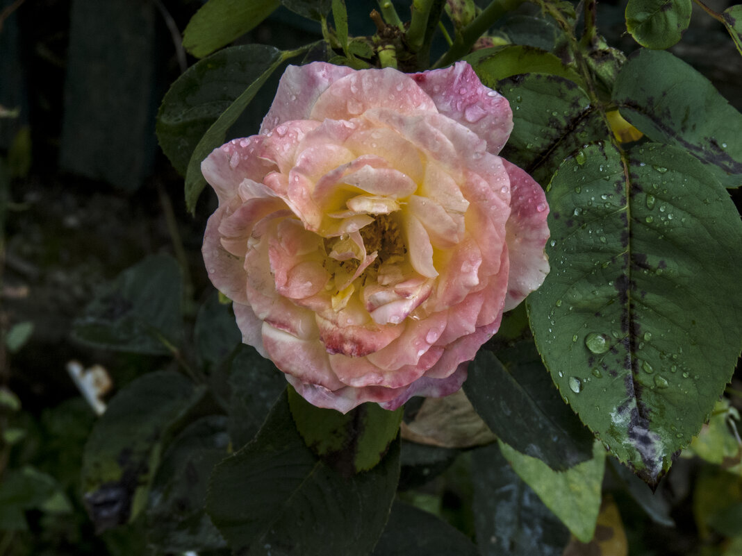 Глория  Дей - Валентин Семчишин