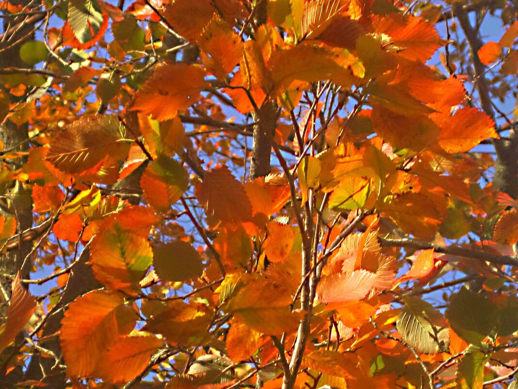 Краски осени - Елена Семигина