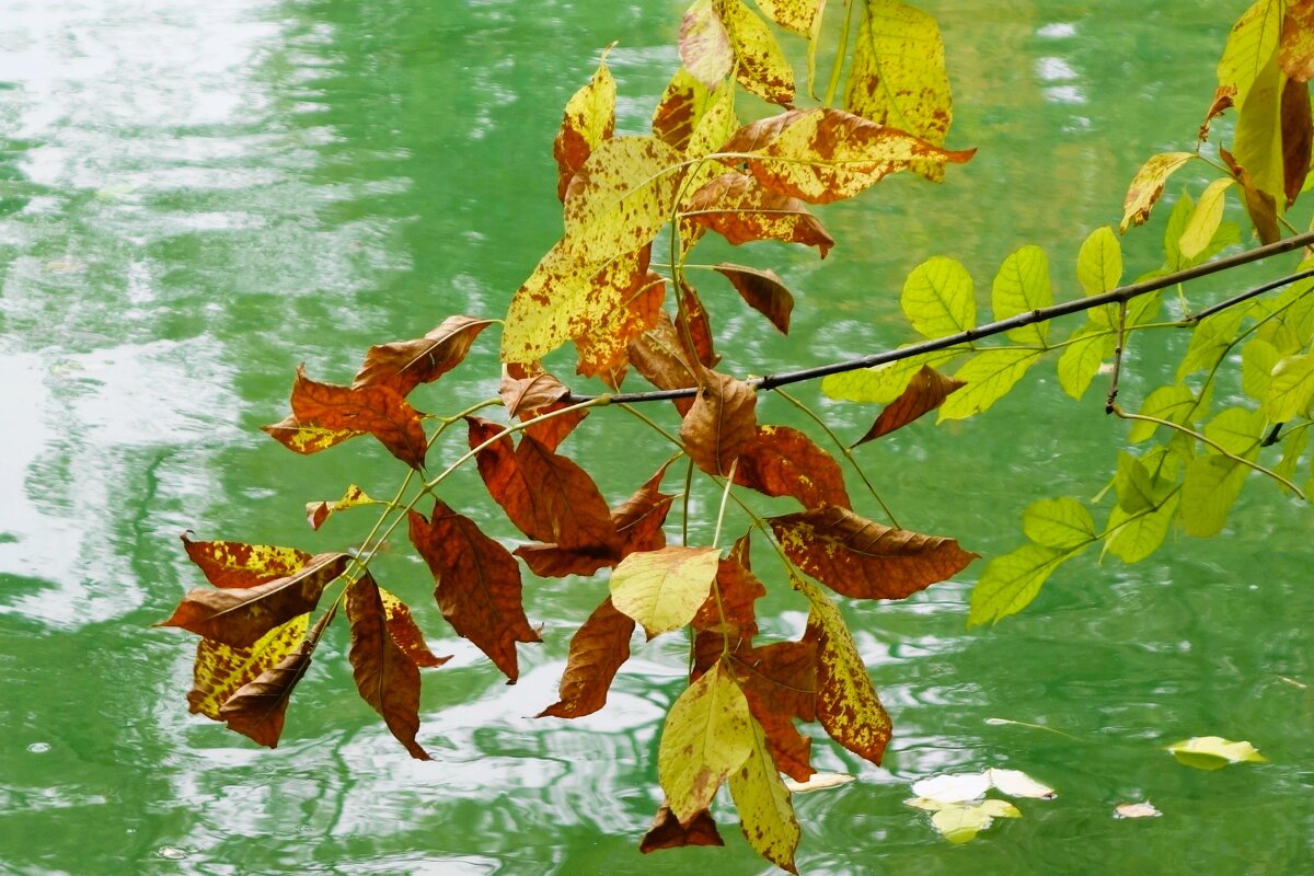 Октябрьский этюд - Рита Симонова