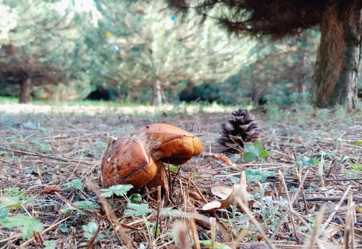 ..... - Шумер +