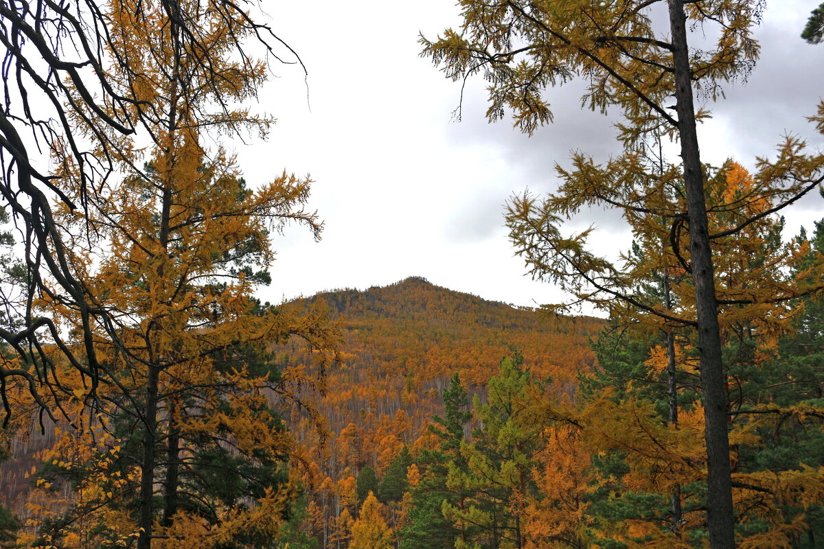 Вершинка - Мишель71 